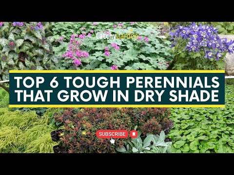 , title : 'Top 6 Tough Perennials That Grow in Dry Shade 🌷🍃 // Gardening Ideas'