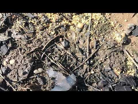 Ants Crawling Through the Landscape in Trenton, NJ