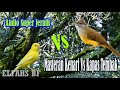 Masteran Kenari Vs Kapas Tembak Suara Super Jernih