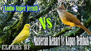 Download lagu Masteran Kenari Vs Kapas Tembak, Suara Super Jernih mp3