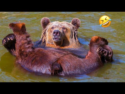 Compilation d'ours les plus drôles | vidéos d'animaux les plus drôles | vidéos de 10 minutes les plus intéressantes