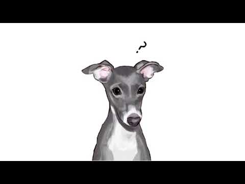 Vienna Teng - Stray Italian Greyhound (mini cover)