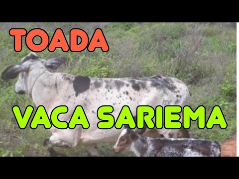 "Toada vaca sariema" sung by Paulo Nunes and Dezinho