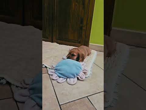 Englischer Cocker Spaniel Welpe kaufen