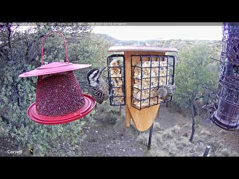 Female Ladder-backed Woodpecker Joins Siskins For Early Morning In West Texas – Feb. 12, 2021