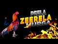 Peela Zeerela Aseel Murga Miyawali Aseel Murga Aseel Murga