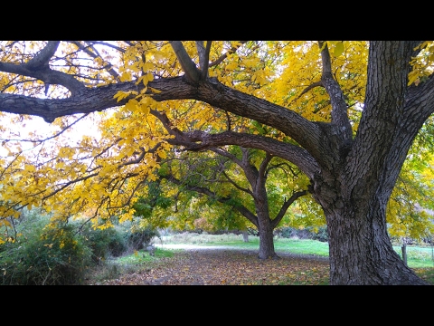 download lagu mp3 mp4 Autocompasion Mindfulness, download mp3 Autocompasion Mindfulness free download, download mp3 Autocompasion Mindfulness