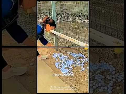 Collecting blue pigeon eggs