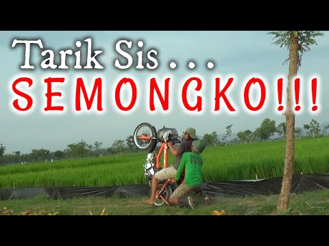 tarik-sis-semongko