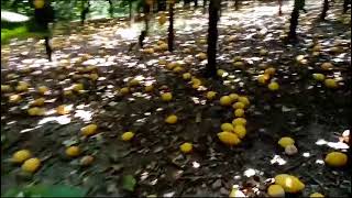 caldo-africano-gravi-danni-ai-limoni-della-costiera-amalfitana