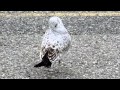 Parking Lot Gulls Dec 2011