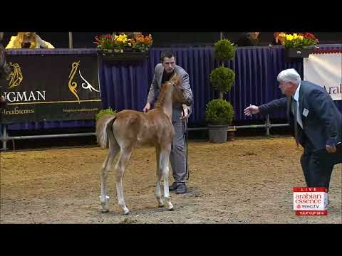 Tulip Cup 2014 - Filly Foals Championship