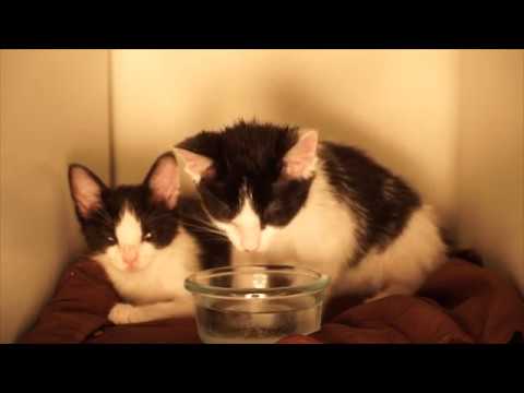 ASMR 8 Weeks Old Kittens Drinking Water then Purr Purr Purr