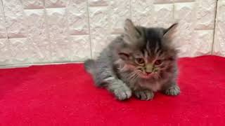 ミヌエットの動画01