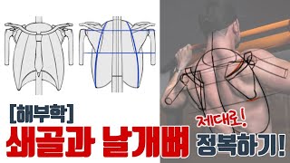 등 잘 그리는 방법 | 쇄골과 날개뼈 해부학 드로잉