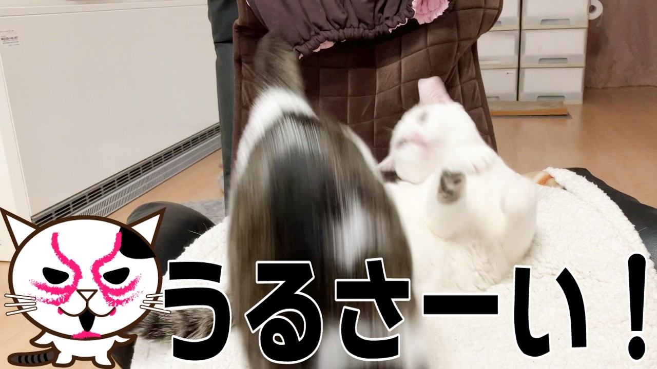 みんなで一緒にお昼寝したいだけなのに結局ひとりになってしまう猫