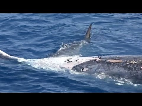 Tiger Sharks Caught In Feeding Frenzy Around Huge Whale Carcass