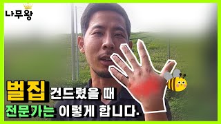 정원관리하는데.. 벌집이 5개나?? 어떻게 대처할까?