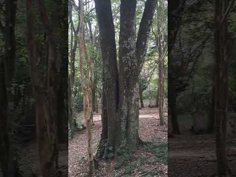 sociedade rural de cafelandia Paraná.