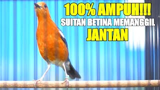 Download lagu 99% AMPUH SUARA ANIS MERAH BETINA MEMANGGIL JANTAN DENGAN SUITAN JITU INI mp3