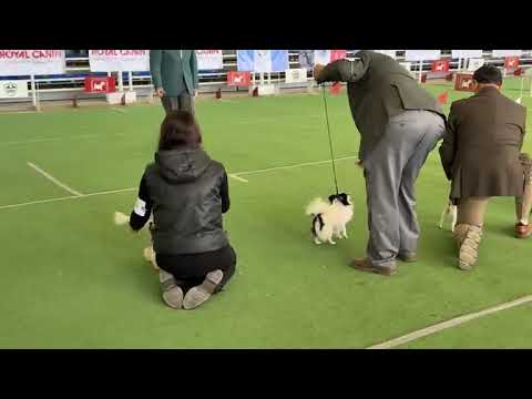 GRUPO 9 Club Canófilo de la Sultana del Norte