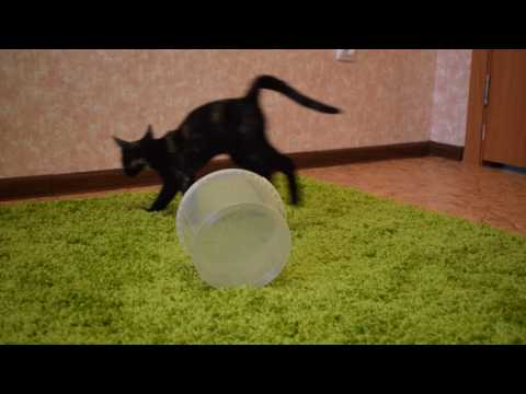 Котёнок играет. Alisa Cat