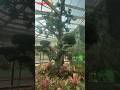 🌴🌳🥑🥭கண்ணாடி வீட்டுக்குள் இயற்கை தோட்டம்/ Garden inside glass House #dubai #tamil #ungalpk😎 #uae