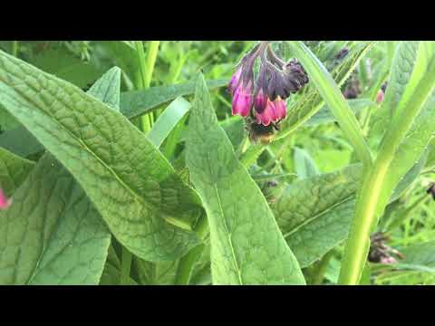 Bumblebee on comfrey.