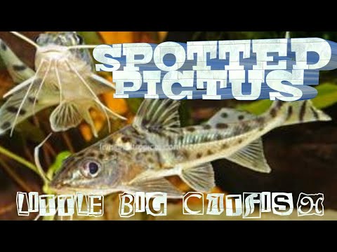 download lagu mp3 mp4 Marbled Pim Catfish, download lagu Marbled Pim Catfish gratis, unduh video klip Marbled Pim Catfish