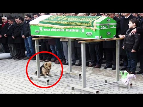 , title : 'Pes přišel na pohřeb svého majitele. To, co se stalo potom, všechny šokovalo...'