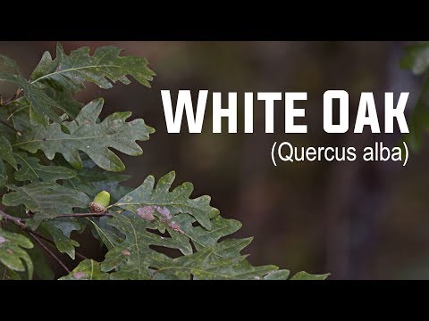 White Oak (Quercus alba) | Nativ Nurseries