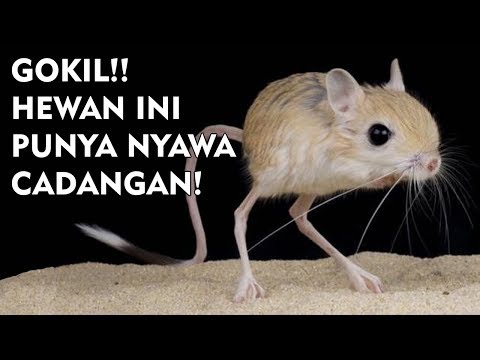 Unduh 77 Koleksi Gambar Hewan Gokil  Gratis