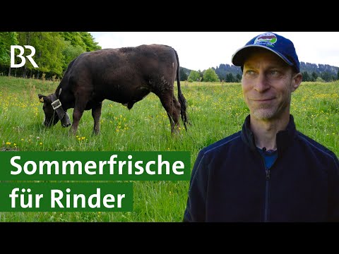 Rinder auf Reisen: Ein Sommer auf der Alpe | Pensionsvieh | Berge | Unser Land | BR