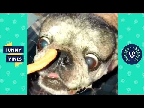 TRY NOT TO LAUGH - Funny Pet Videos! | November 2018