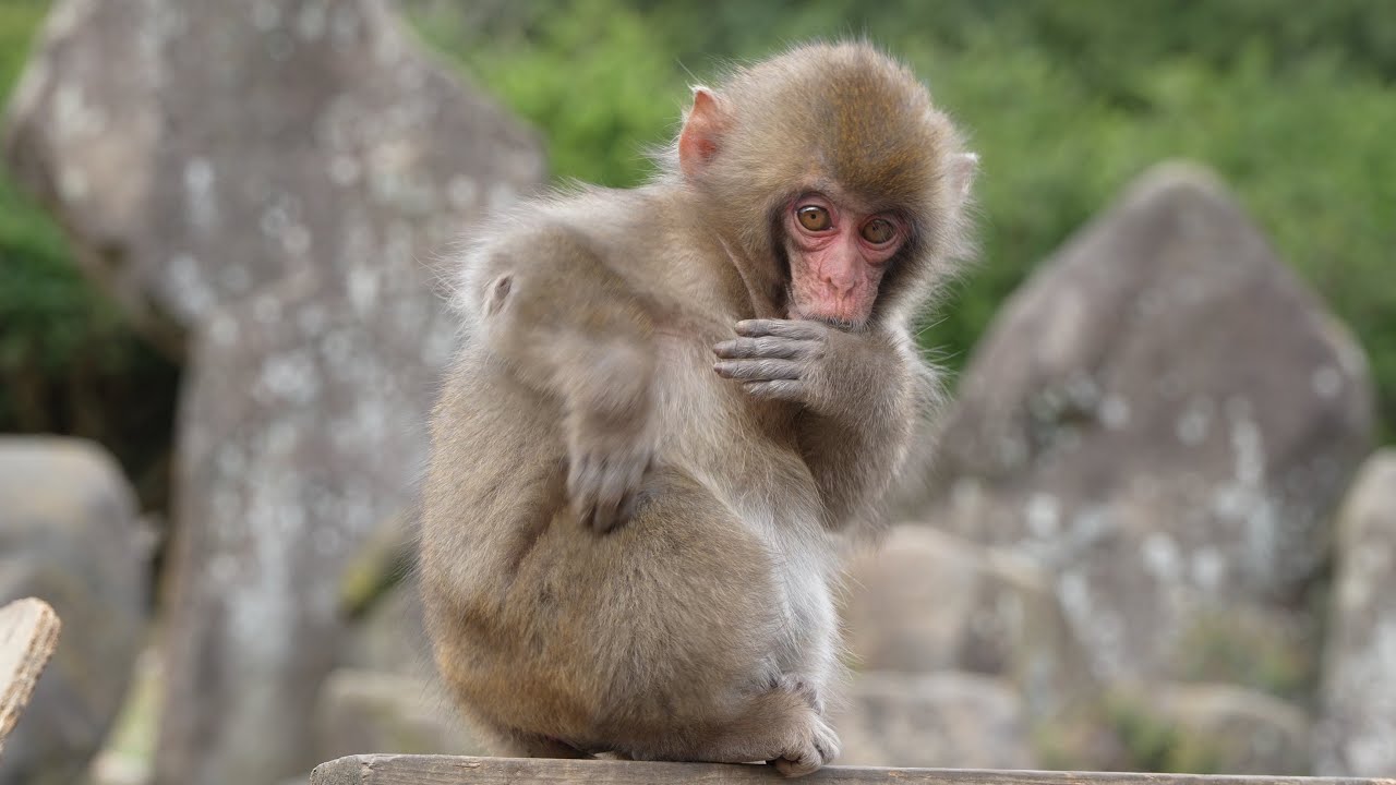 小豆島のみなしご猿テンテンが目の前に！寂しがり屋の猿が見せたパンチくん級（punch）の衝撃的な可愛さ / monpai ニホンザル  #お猿の国 #小豆島ワイルドモンキーパーク
