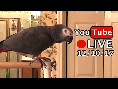 🔴🐦Einstein Parrot LIVE! 12/10/17 Talking and playing in the bathroom