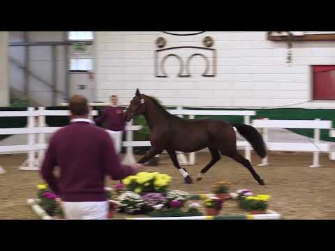 KN 16: Diarado x Chambertin