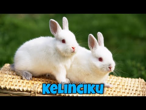 Kelinciku Kelinciku 🐰 Lagu Anak Balita Indonesia | Lagu Anak-anak Populer