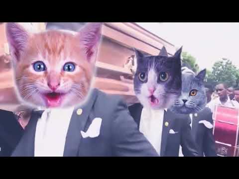 LOS NEGROS DEL ATAUD VERSION GATOS GATITOS CATS