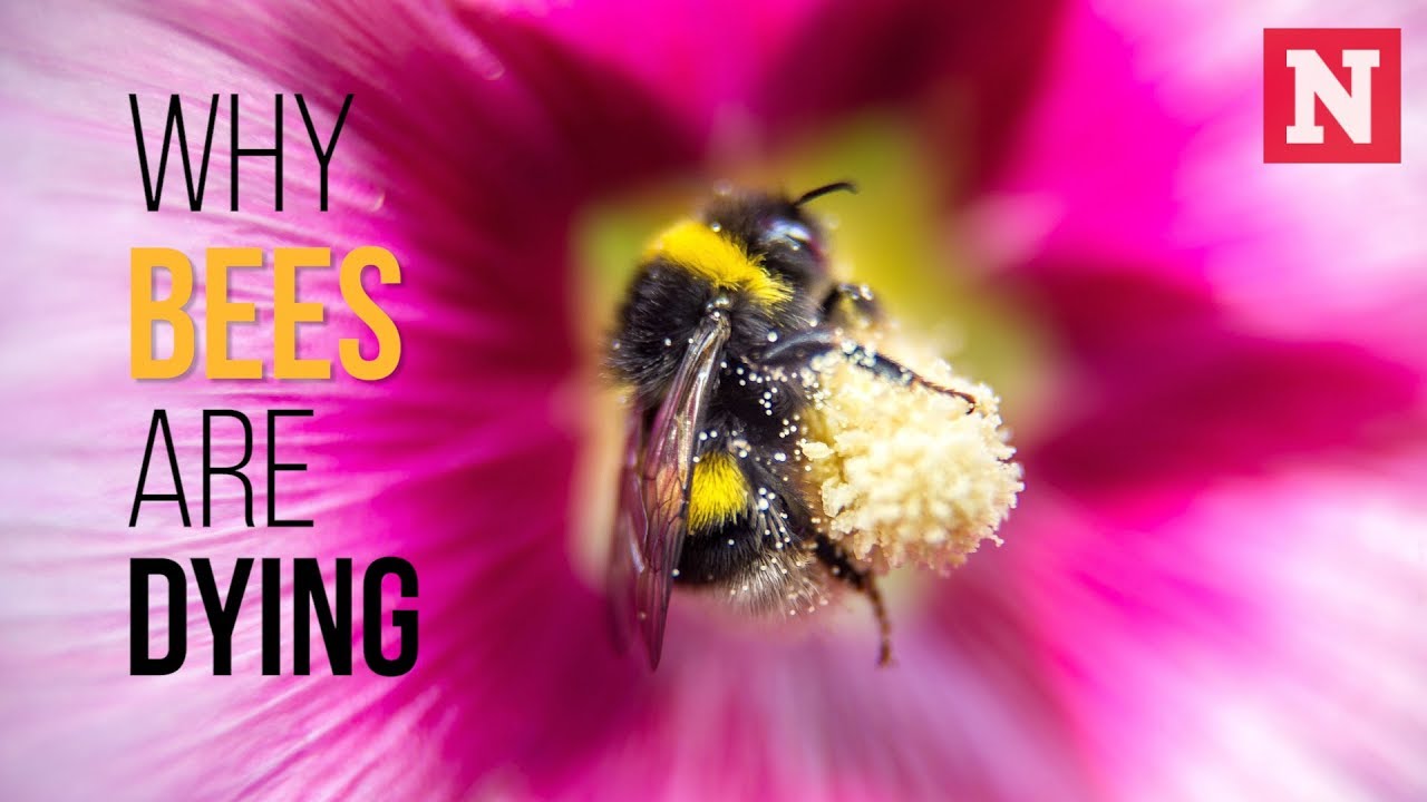 Why Bees Are Dying