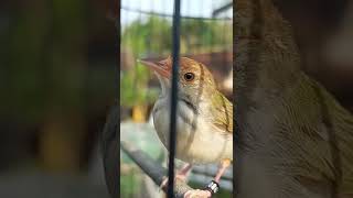 Download lagu prenjak lumut mp3