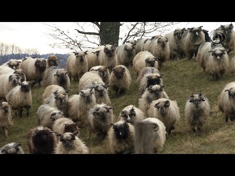 -4000 ovaca Radojice Kusica zimuje u torovima na Vučijaku -