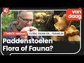De paddenstoelen; Flora Fauna of Franklin?