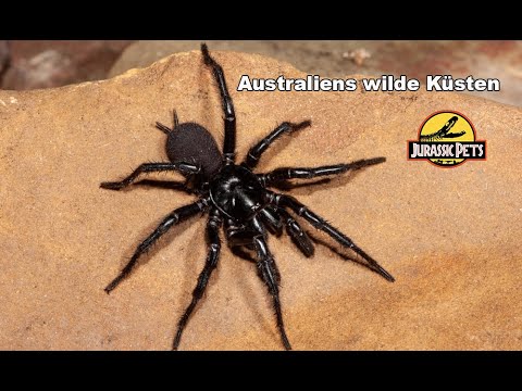 Australiens wilde Küsten & die einzigartige Tierwelt | Doku
