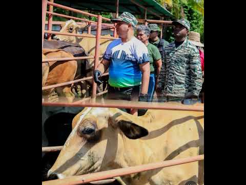 Exitoso plan de vacunación contra la fiebre aftosa en Camaguán // Noticias.lat