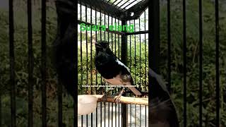 Download lagu kacer gacor isian elang AMPUH buat pancingan kacer agar emosi mp3 Download lagu kacer gacor isian elang AMPUH buat pancingan kacer agar emosi mp3