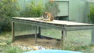 preview picture of video 'Tigers at Zoodoo, Tasmania, Australia'