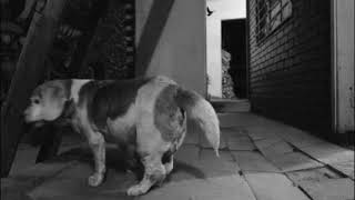 Skinny Puppy K-9 (Canine)