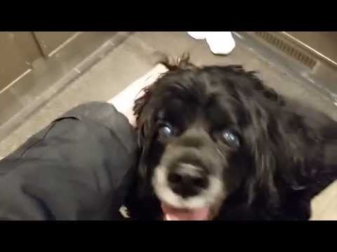 1.5 Hours Stuck in an Elevator Vlog