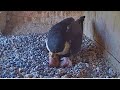 FalconCam Project WELCOME TO THE WORLD 1ST CHICK HATCHES FOR DIAMOND GIMBIR 2025 Nov 5